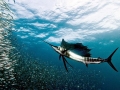 Sailfish
