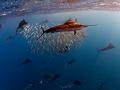 Sailfish