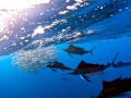 Sailfish