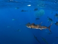 Sailfish