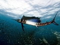 Sailfish
