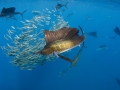 Sailfish