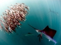 Sailfish