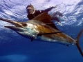 Sailfish