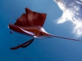 Sailfish