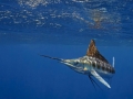 Sailfish
