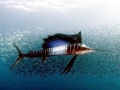 Sailfish