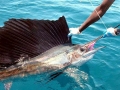 Sailfish