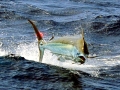 Sailfish
