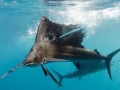 Sailfish