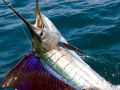 Sailfish