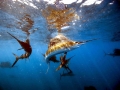 Sailfish