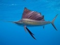 Sailfish