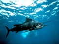 Sailfish