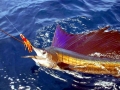 Sailfish