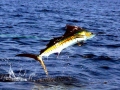 Sailfish