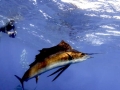 Sailfish