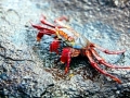 Sally Lightfoot Crab