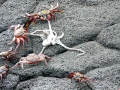 Sally Lightfoot Crab