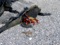 Sally Lightfoot Crab