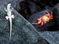 Sally Lightfoot Crab