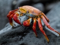 Sally Lightfoot Crab