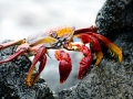 Sally Lightfoot Crab