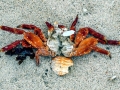 Sally Lightfoot Crab