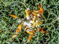 Sally Lightfoot Crab