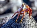 Sally Lightfoot Crab