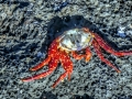 Sally Lightfoot Crab