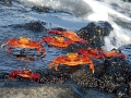 Sally Lightfoot Crab