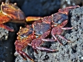 Sally Lightfoot Crab