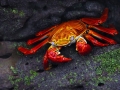 Sally Lightfoot Crab