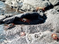 Sally Lightfoot Crab