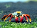 Sally Lightfoot Crab