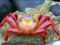 Sally Lightfoot Crab
