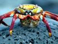 Sally Lightfoot Crab