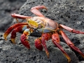 Sally Lightfoot Crab