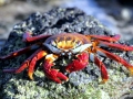 Sally Lightfoot Crab