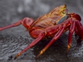 Sally Lightfoot Crab