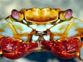 Sally Lightfoot Crab