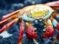 Sally Lightfoot Crab