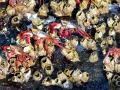Sally Lightfoot Crab