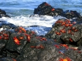 Sally Lightfoot Crab
