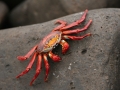 Sally Lightfoot Crab