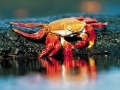 Sally Lightfoot Crab