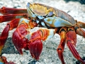 Sally Lightfoot Crab