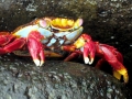 Sally Lightfoot Crab
