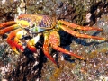 Sally Lightfoot Crab